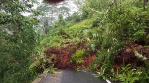 Tanah Longsor Dan Pohon Tumbang Di Desa Talang Babatan