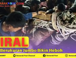 Tapir Berukuran Jumbo Bikin Heboh Warga Kepahiang