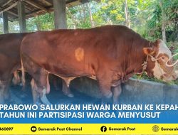 Prabowo Salurkan Hewan Kurban ke Kepahiang, Tahun Ini Partisipasi Warga Menyusut